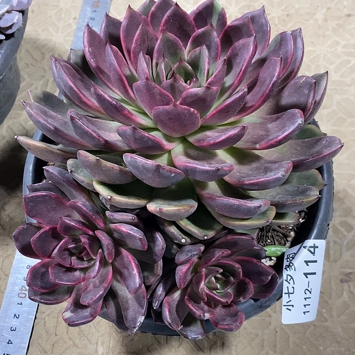 小七夕多肉水晶114