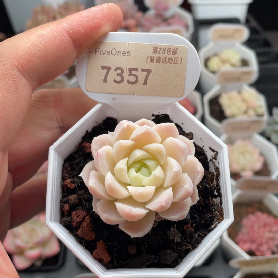 白月影7357-4.5厘米