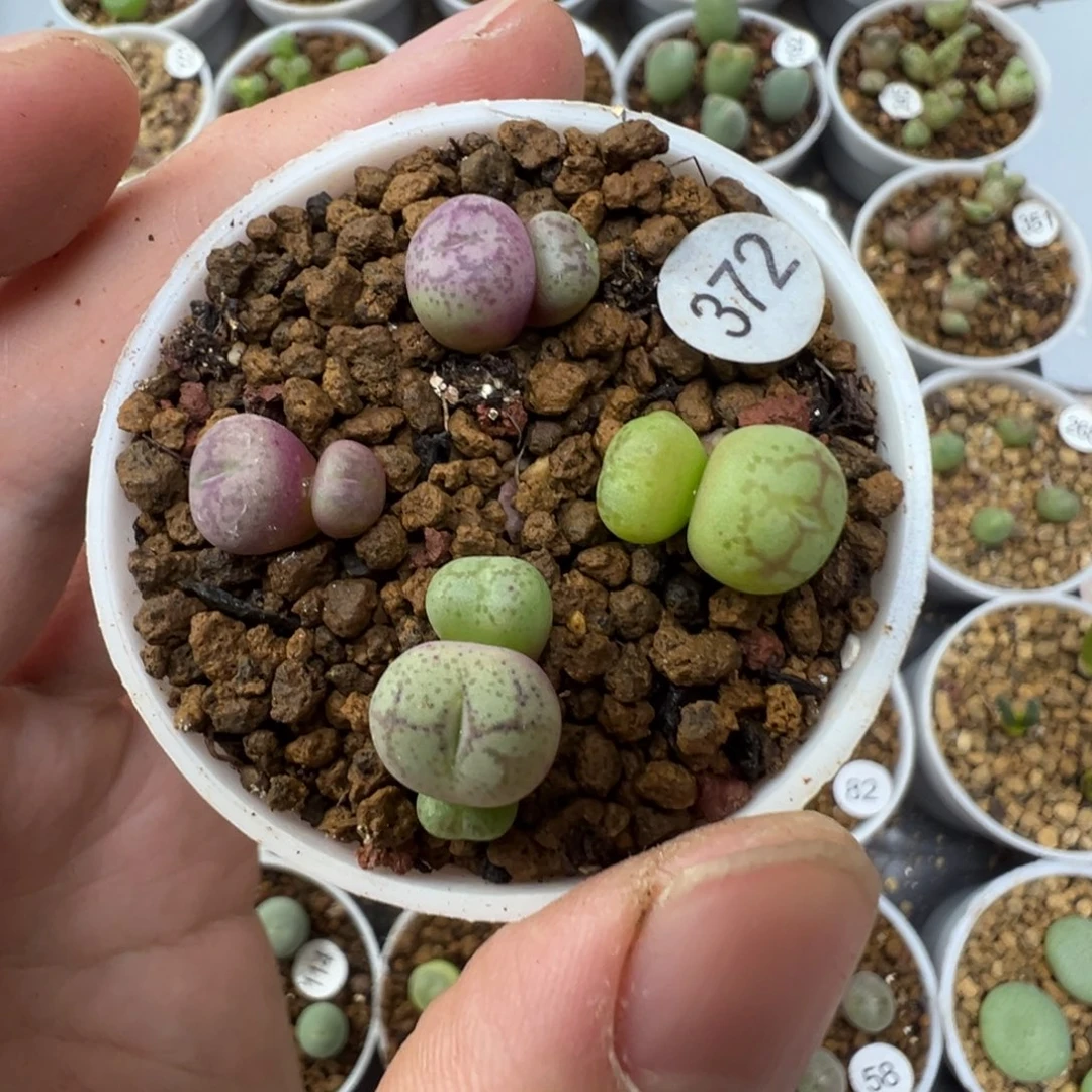 猴脸一颗脱土3720000