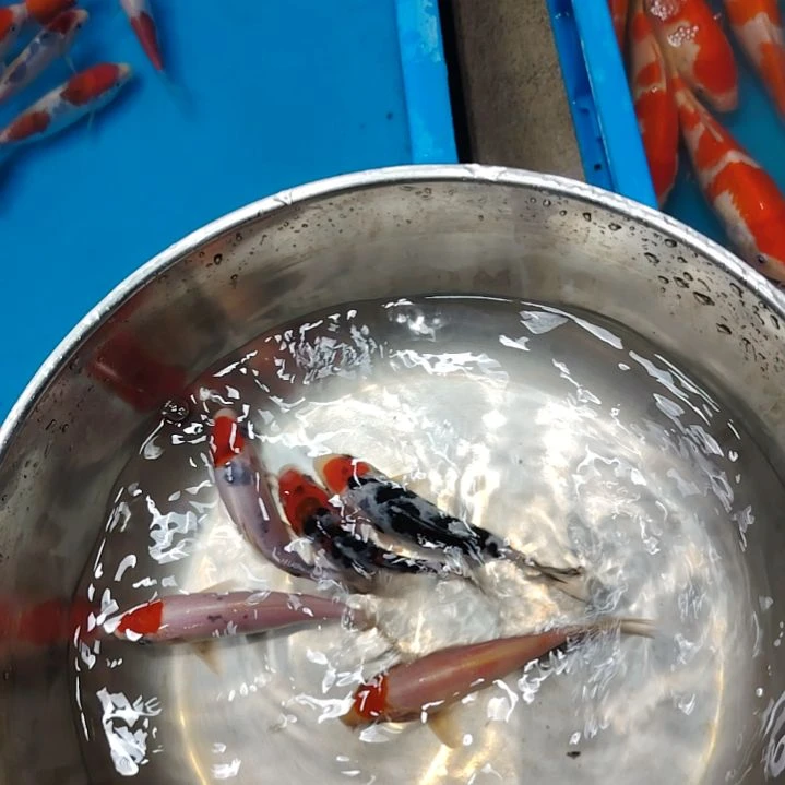 海水顺丰包邮开箱包活