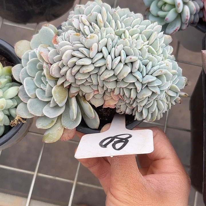 两单包邮，一物一拍，80海棠花缀