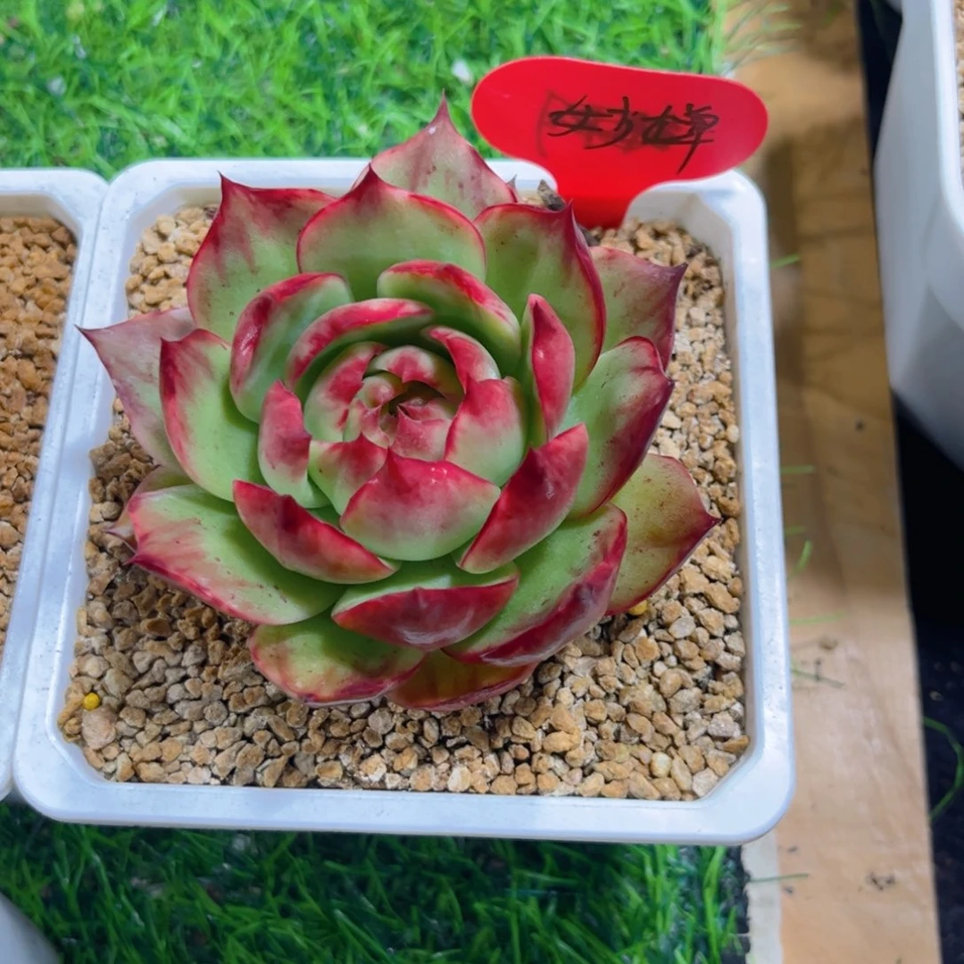 妙***婵惊鸿仙子一物一拍