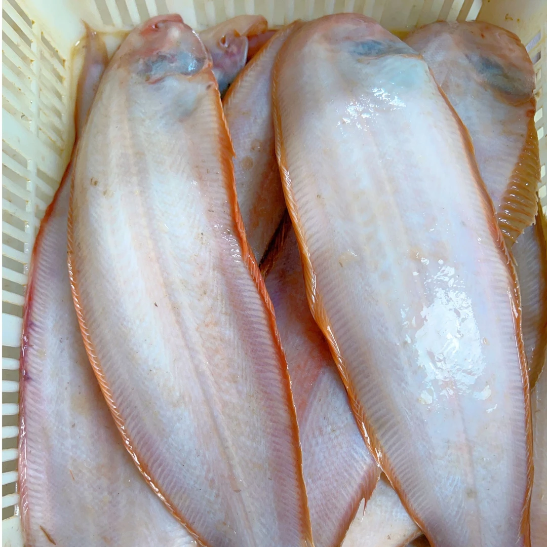 双11福利大连超大踏板鱼（4条鱼4.5斤）新鲜牛舌鱼龙利鱼牛舌鱼