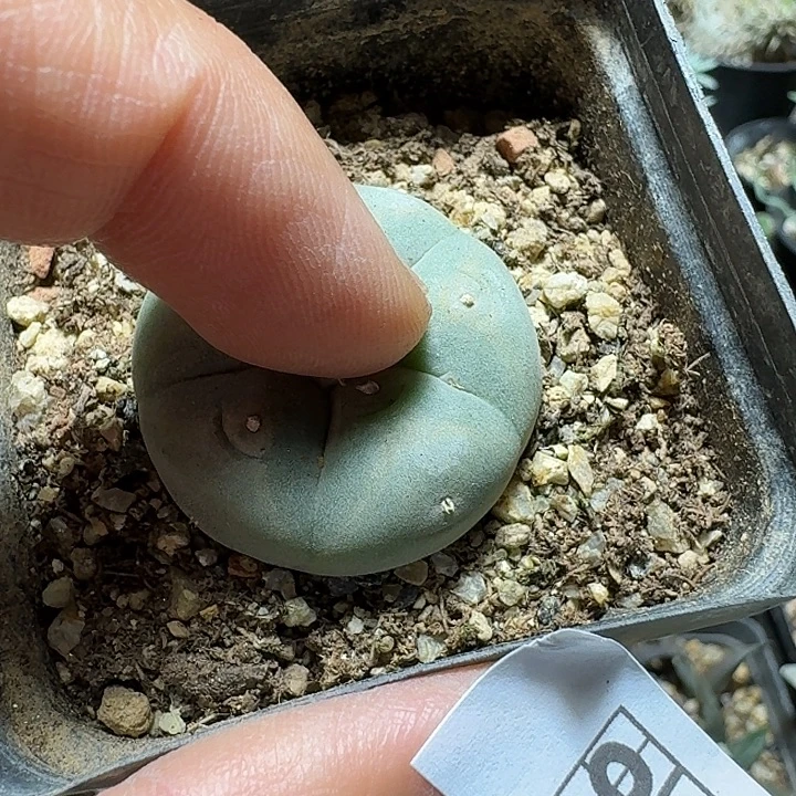901蓝白肌银鱼脱土发货
