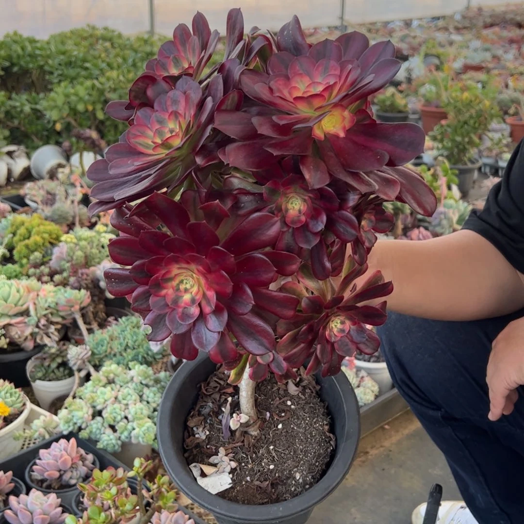 美杜莎老桩多肉植物