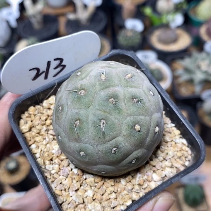 习志野大单头213号4.7cm