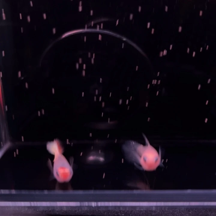 孔雀鱼红头日落玻璃猫大C1对