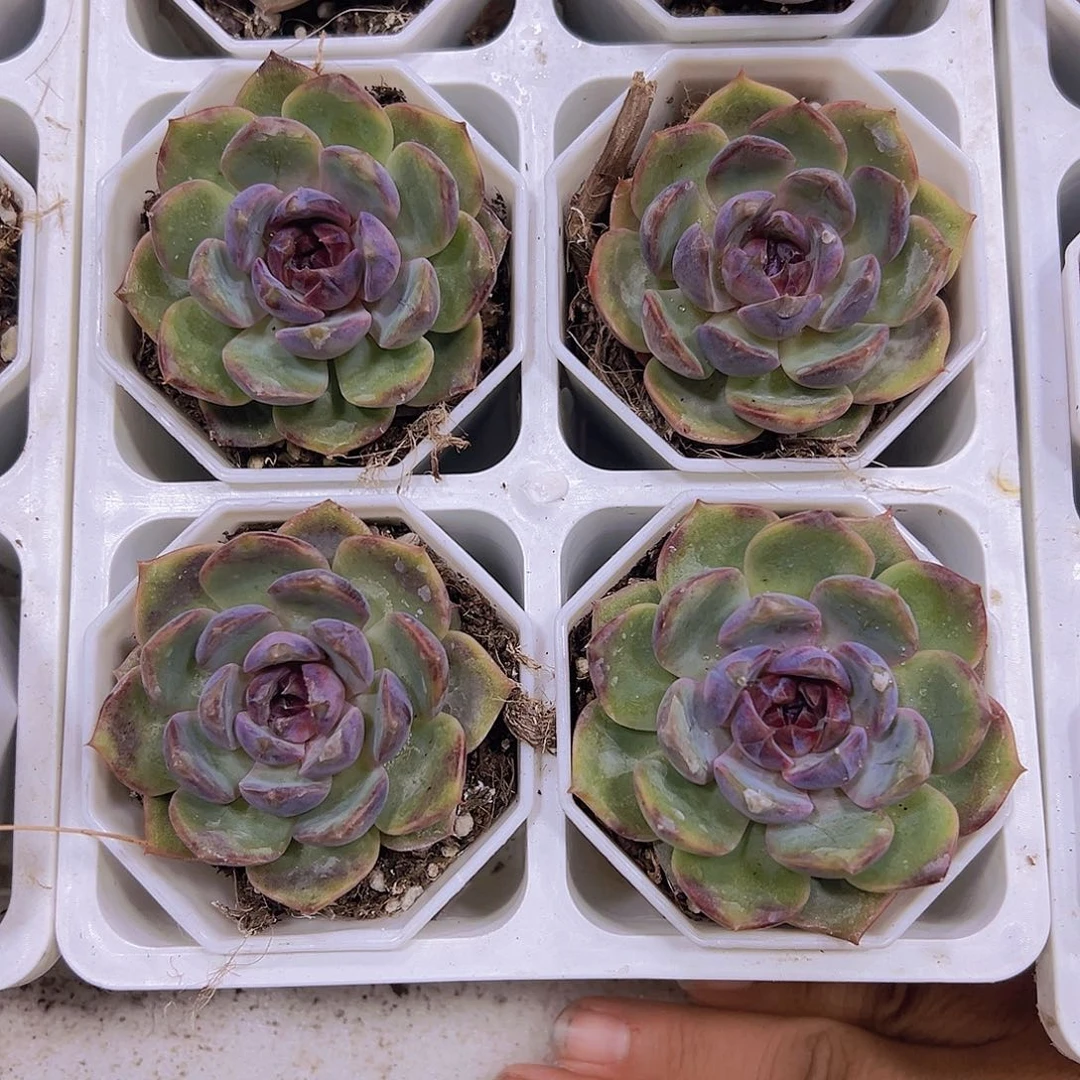 蓝莓多肉植物9.9包邮