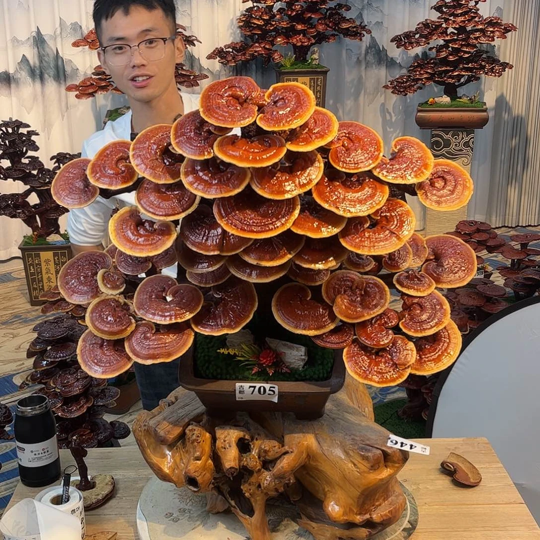 无花朵888888888888