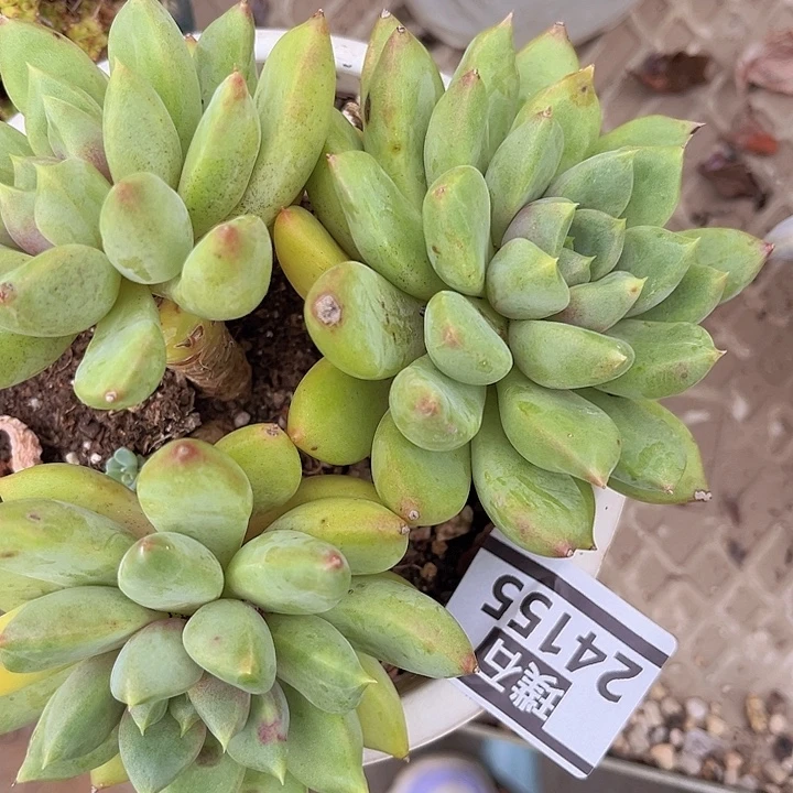 红象牙24155多肉植物
