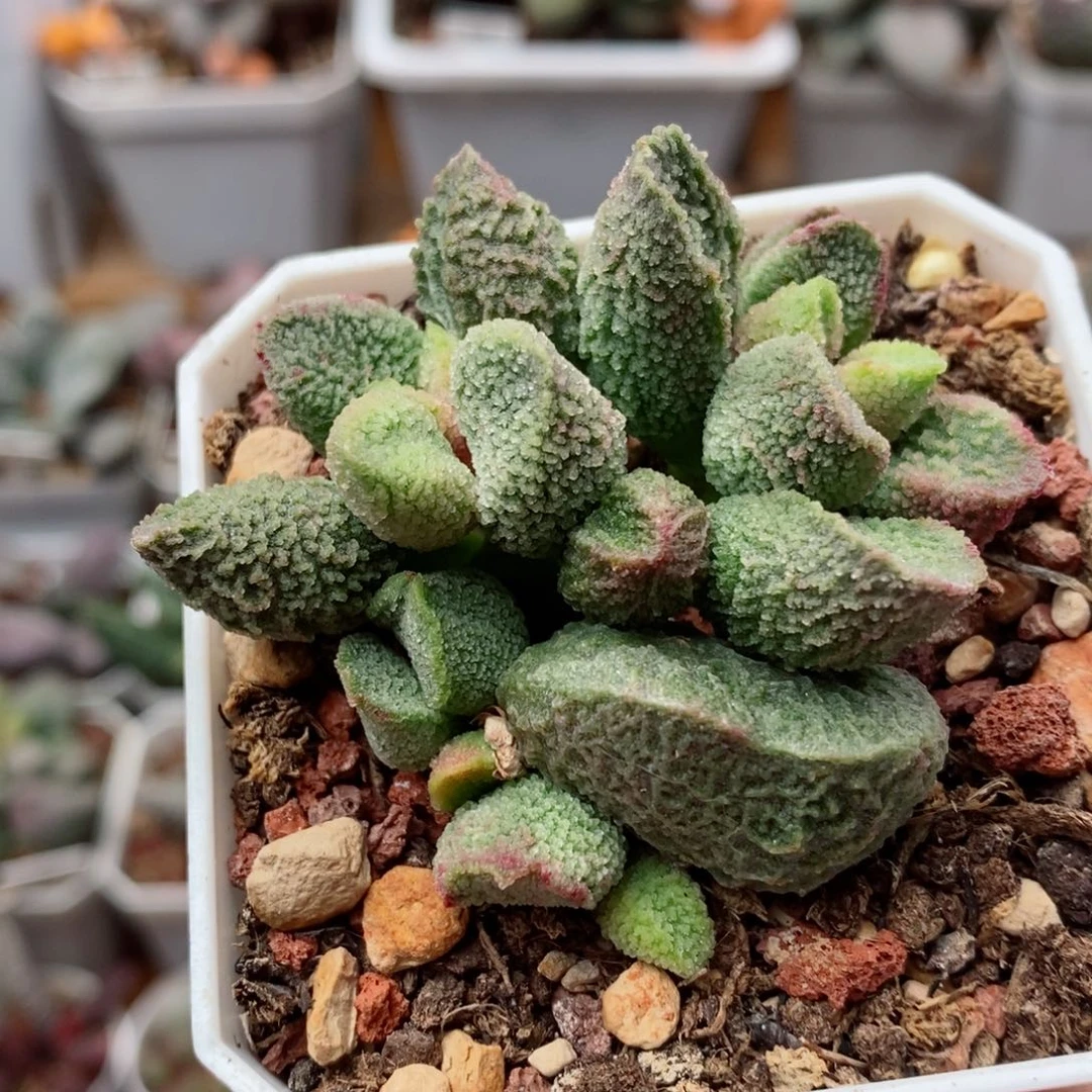 新品11号水泡多肉植物