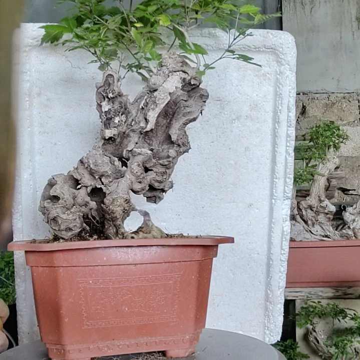 南***A无花朵脱盆脱土发货