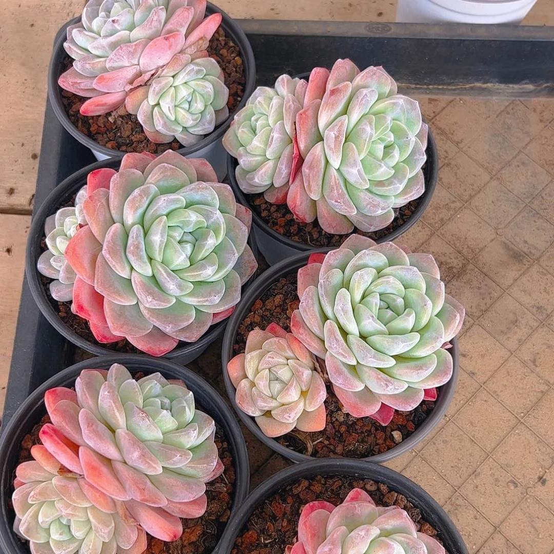 冰玉双头六颗1205号一物一拍