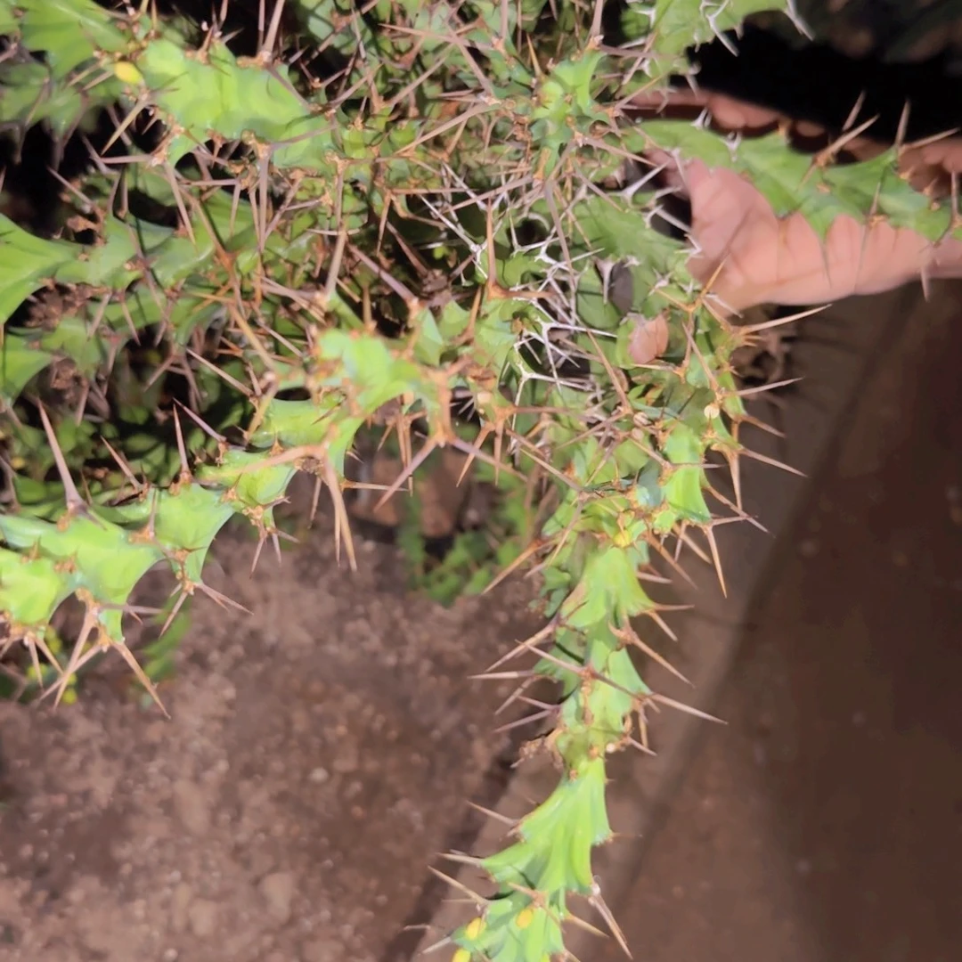 十***术块根植物块根植物块根