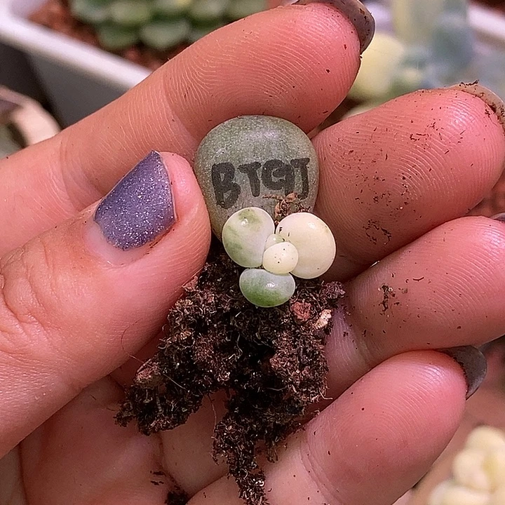 白糖果美人锦多肉植物
