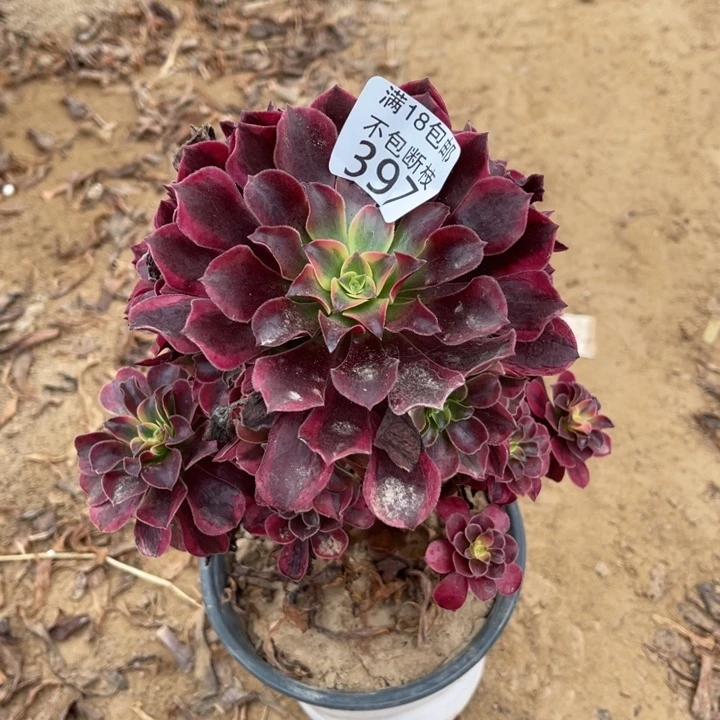 397美杜莎手捧1号棚