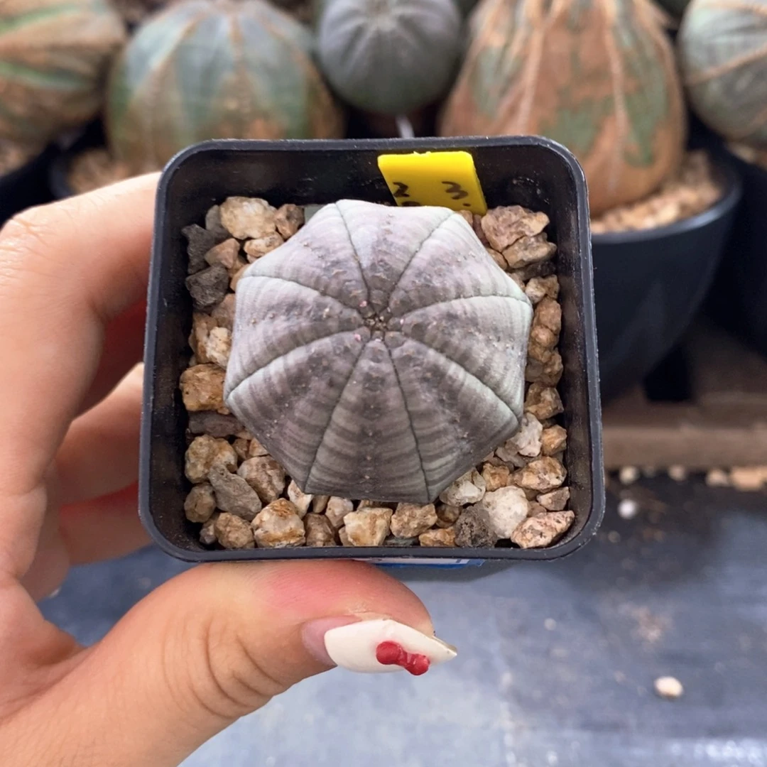 欧系实生布纹球一物一拍