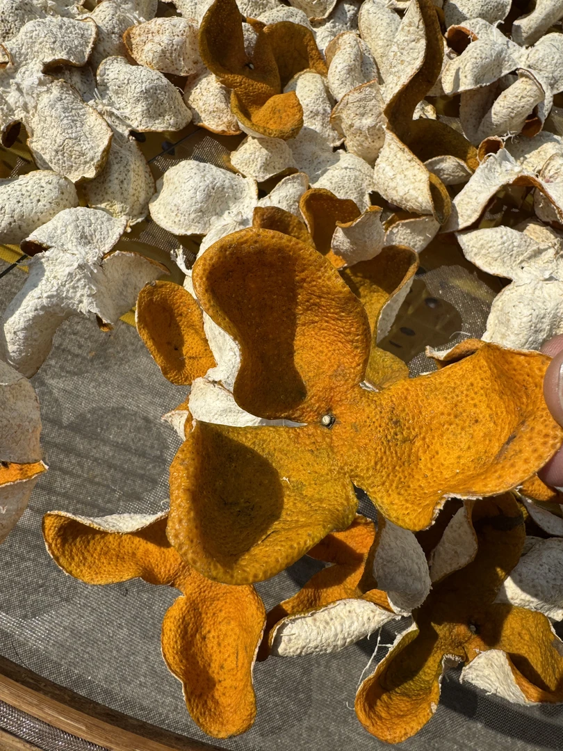 【收藏】【七堡大红】2024年新会陈皮黄金产区七堡大红皮