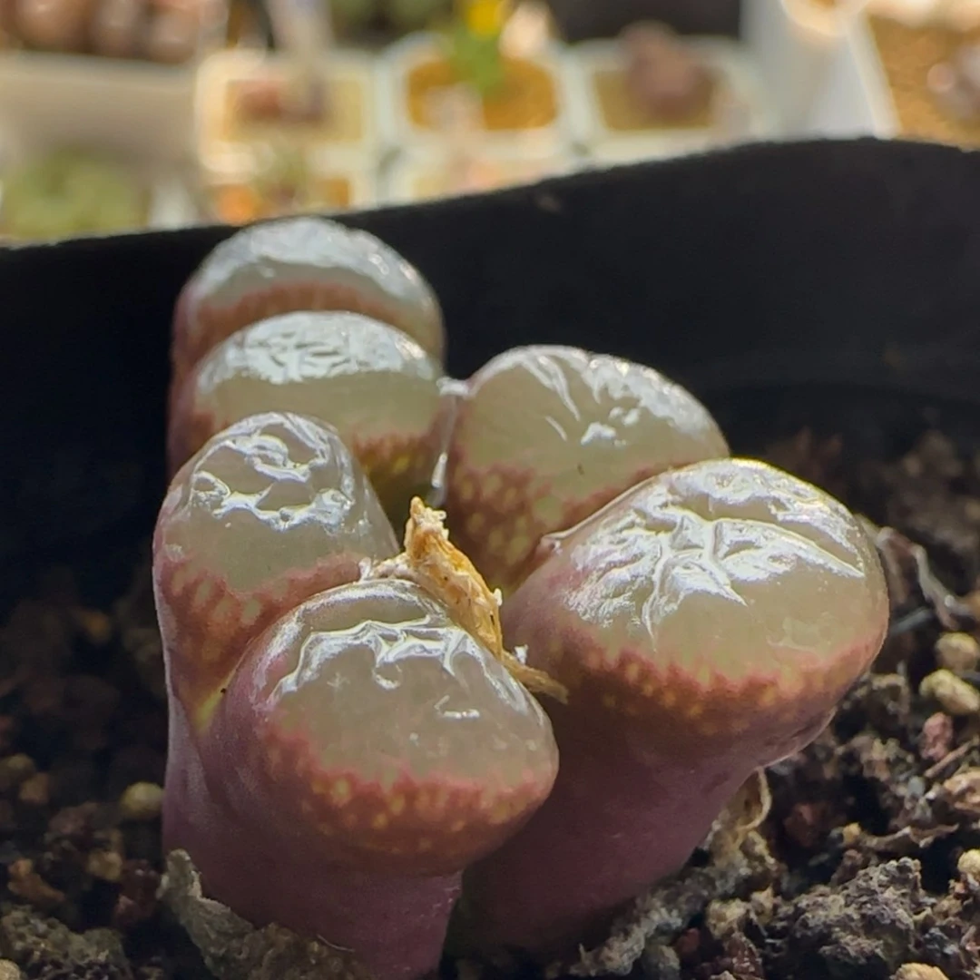 【闪购商品】1111 当天28包邮非偏远