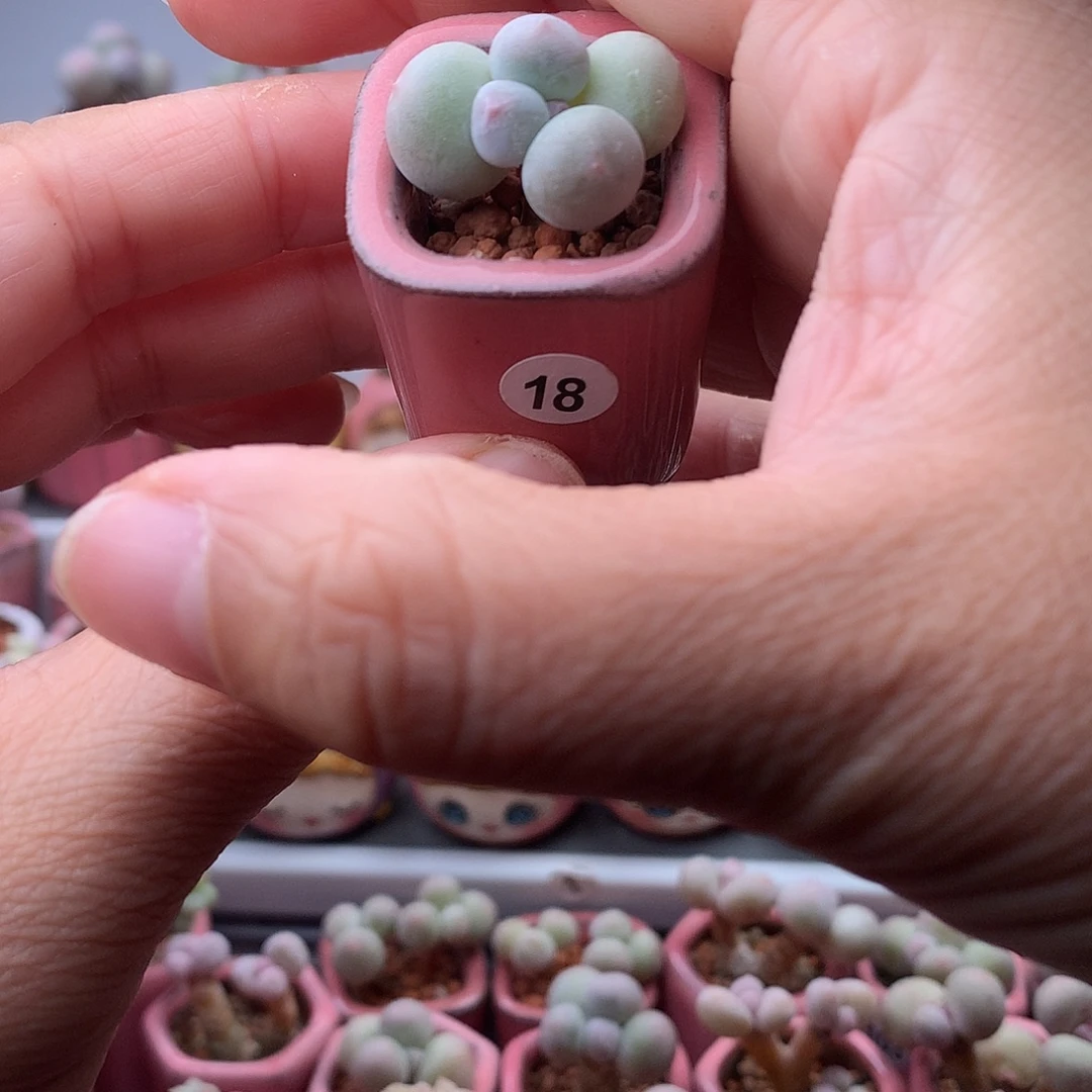 米可奶酪带盆发货