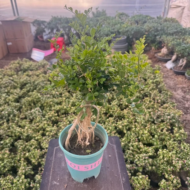 一物一拍绿植小盆景