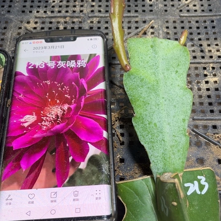 当前无花栽培后可以开花95