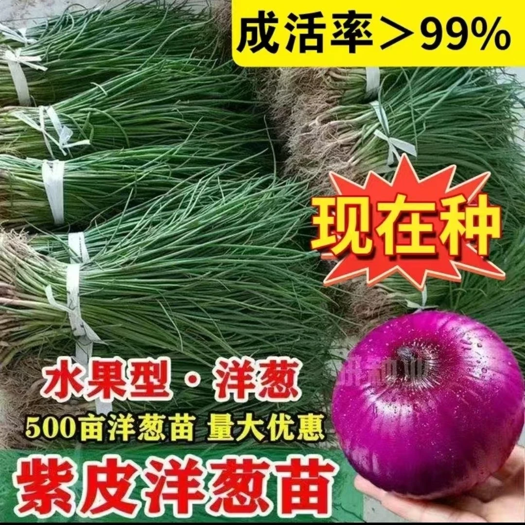 正宗山东紫皮水果洋葱苗现挖现发紫皮洋葱秧苗洋葱种植苗红皮洋葱