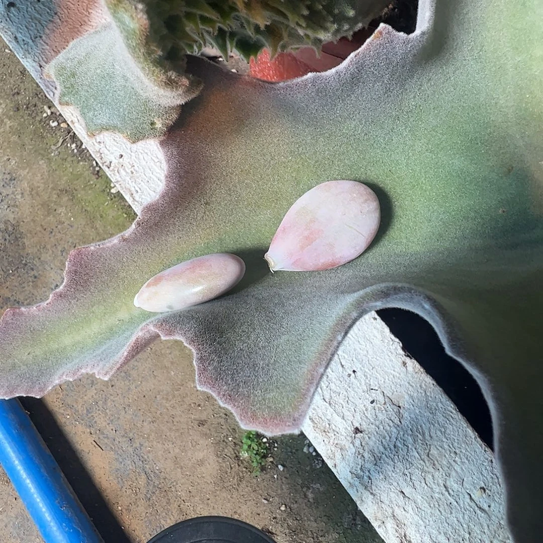 一***坏多肉植物多肉植物