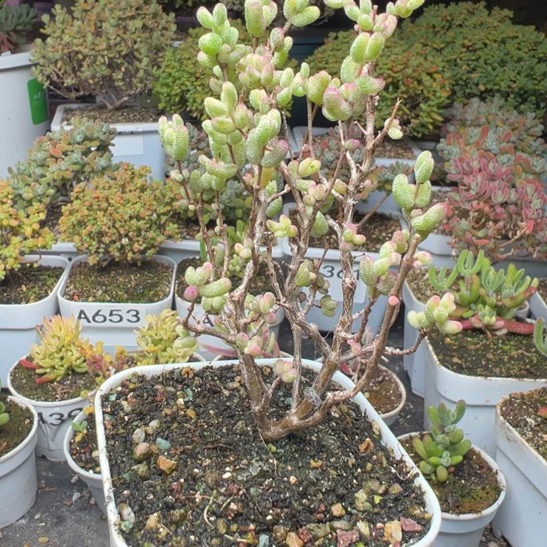 铃***铛A657白虎斑锦枝干