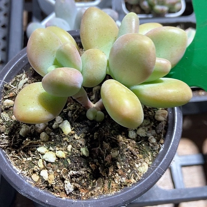 多肉植物芒果奶912