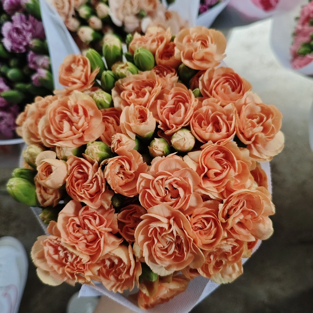 【卡米尔多头康乃馨】不包邮，一个运费任意拍