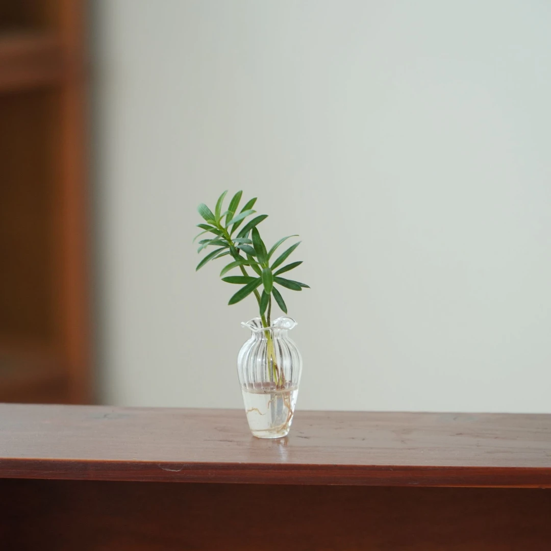 【工位元气助手～】迷你水培罗汉松桌面超小盆栽绿植