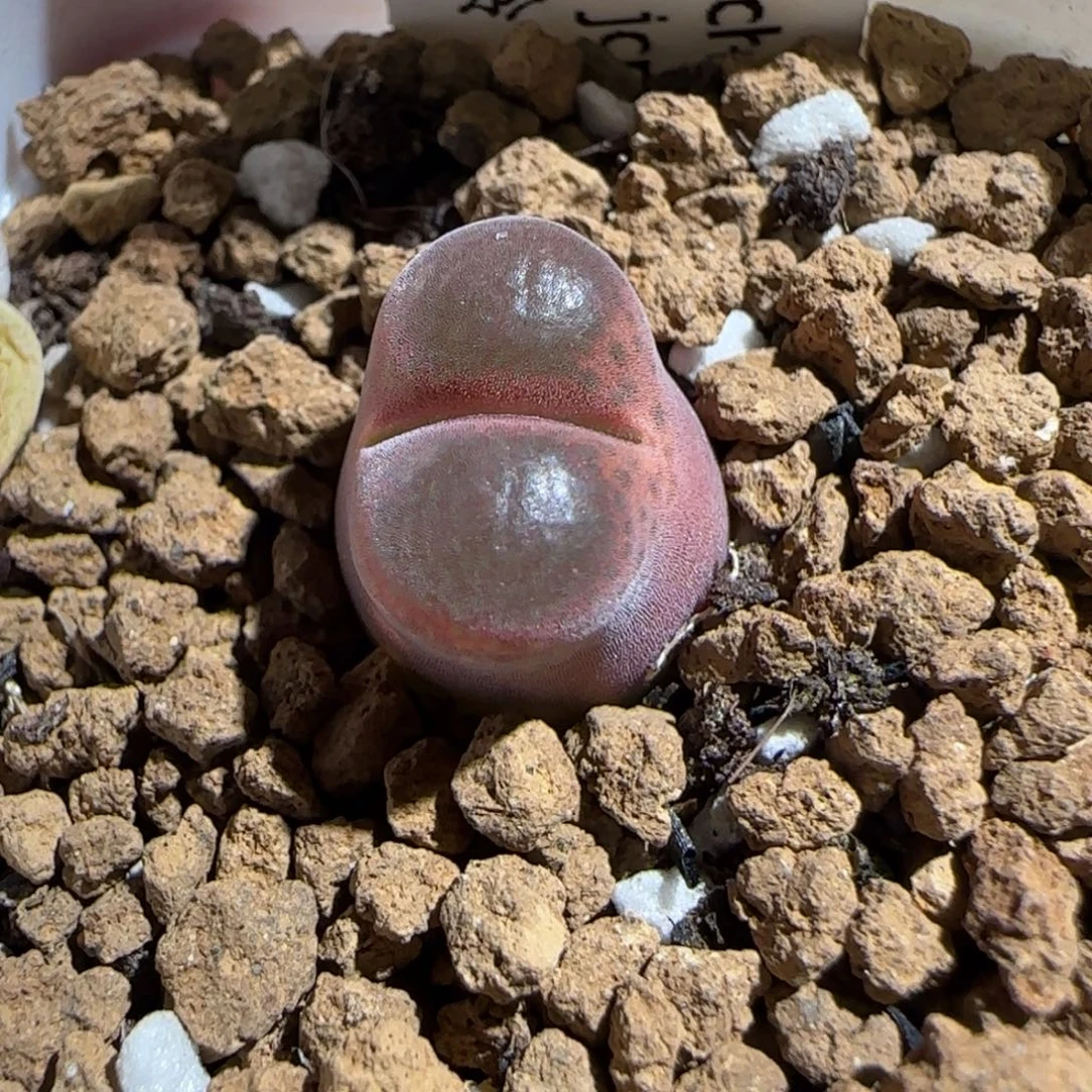 肉锥多肉植物组合-10km风铃364