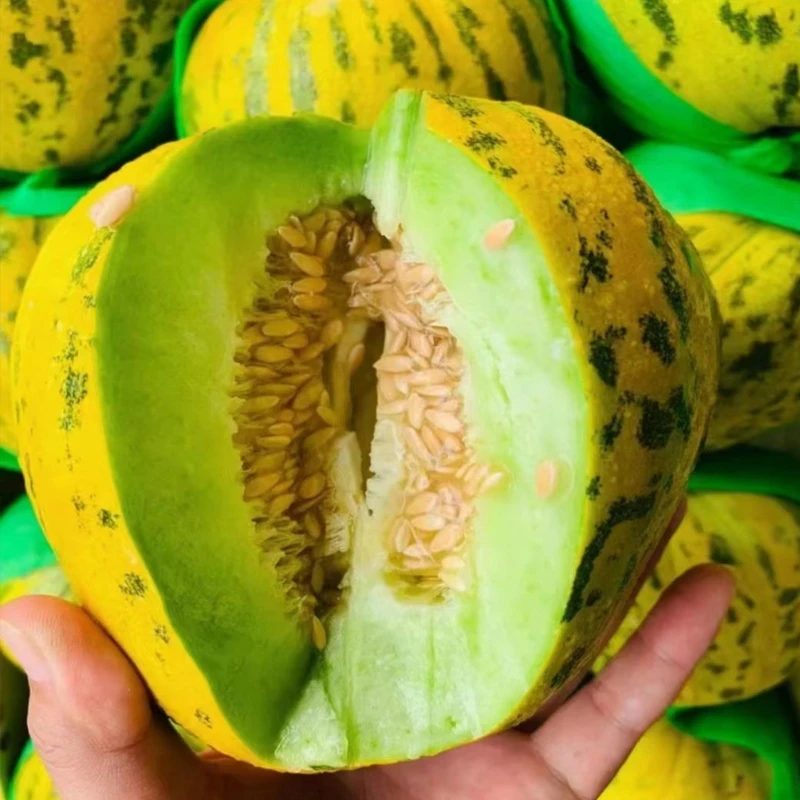 八里香甜瓜种子 春秋易种花皮甜瓜