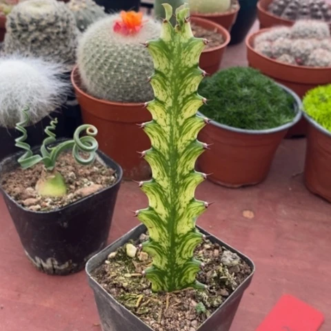 麒麟柱单3仙人球