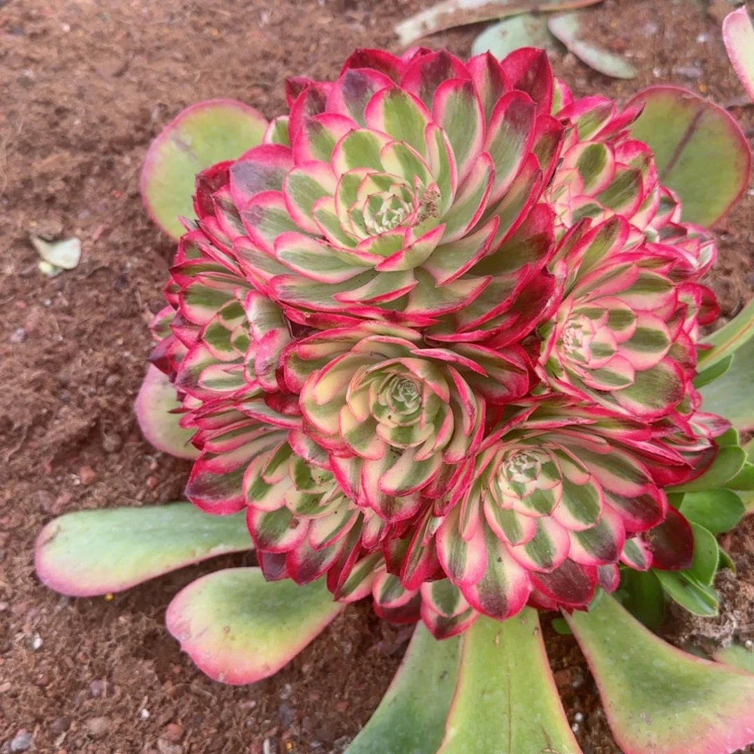 倾城变异春节福利预售秋天发货