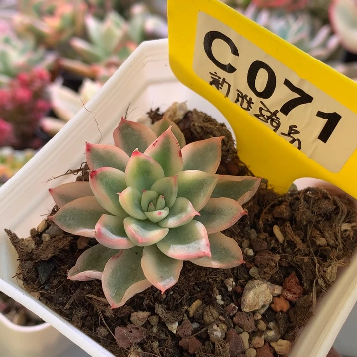 新胜骑兵覆轮锦有根