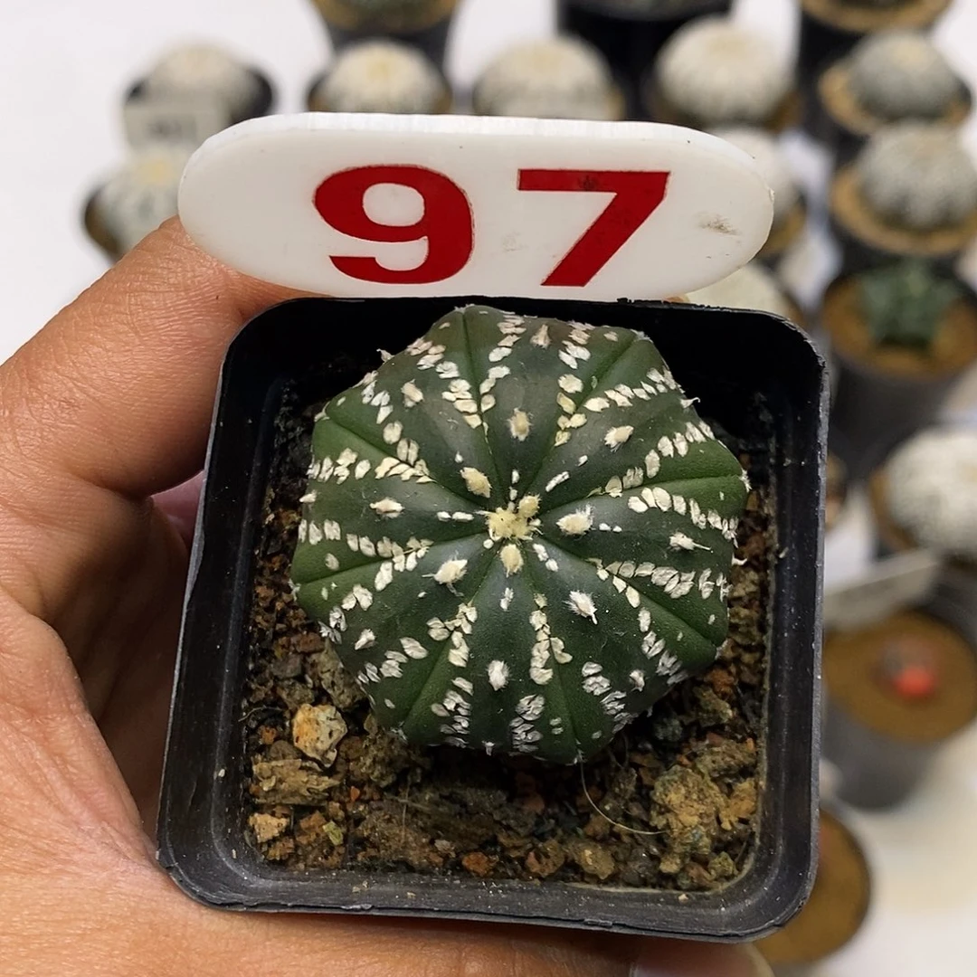 97福利特价来了米字