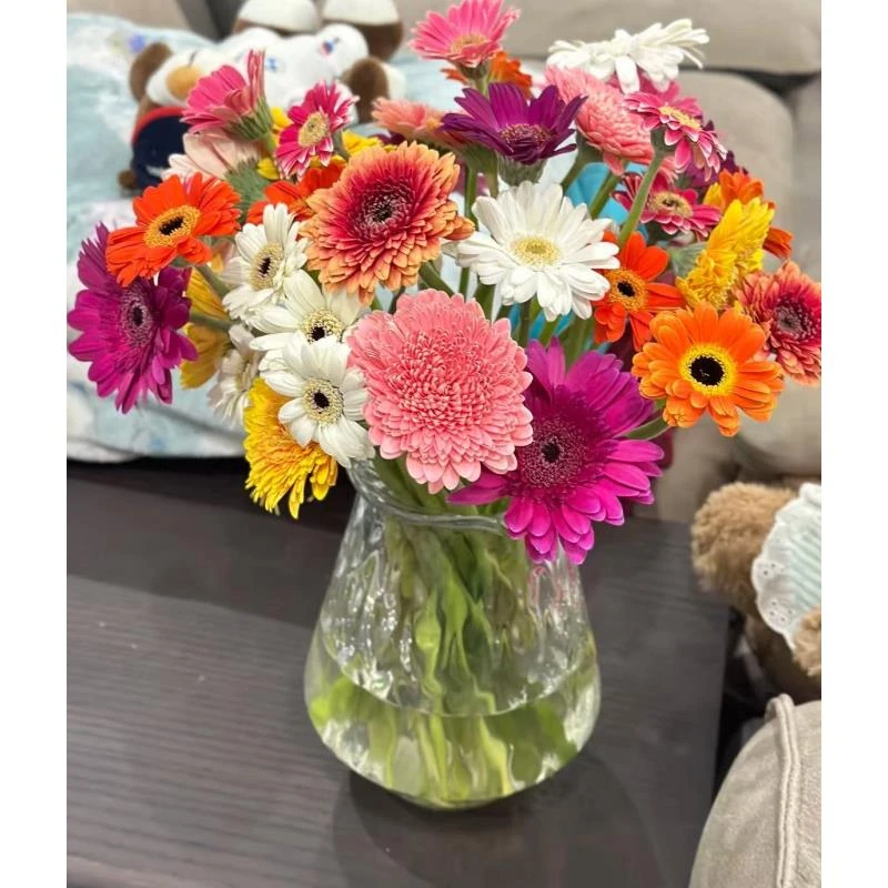 【非洲菊】同地址两单顺丰或京东送货上门