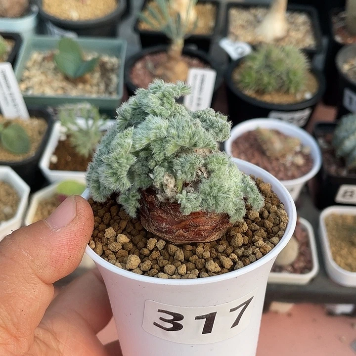 317羽叶杨葵大单头