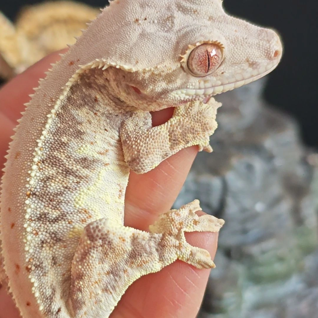 睫角守宫睫角守宫莉莉白补差价