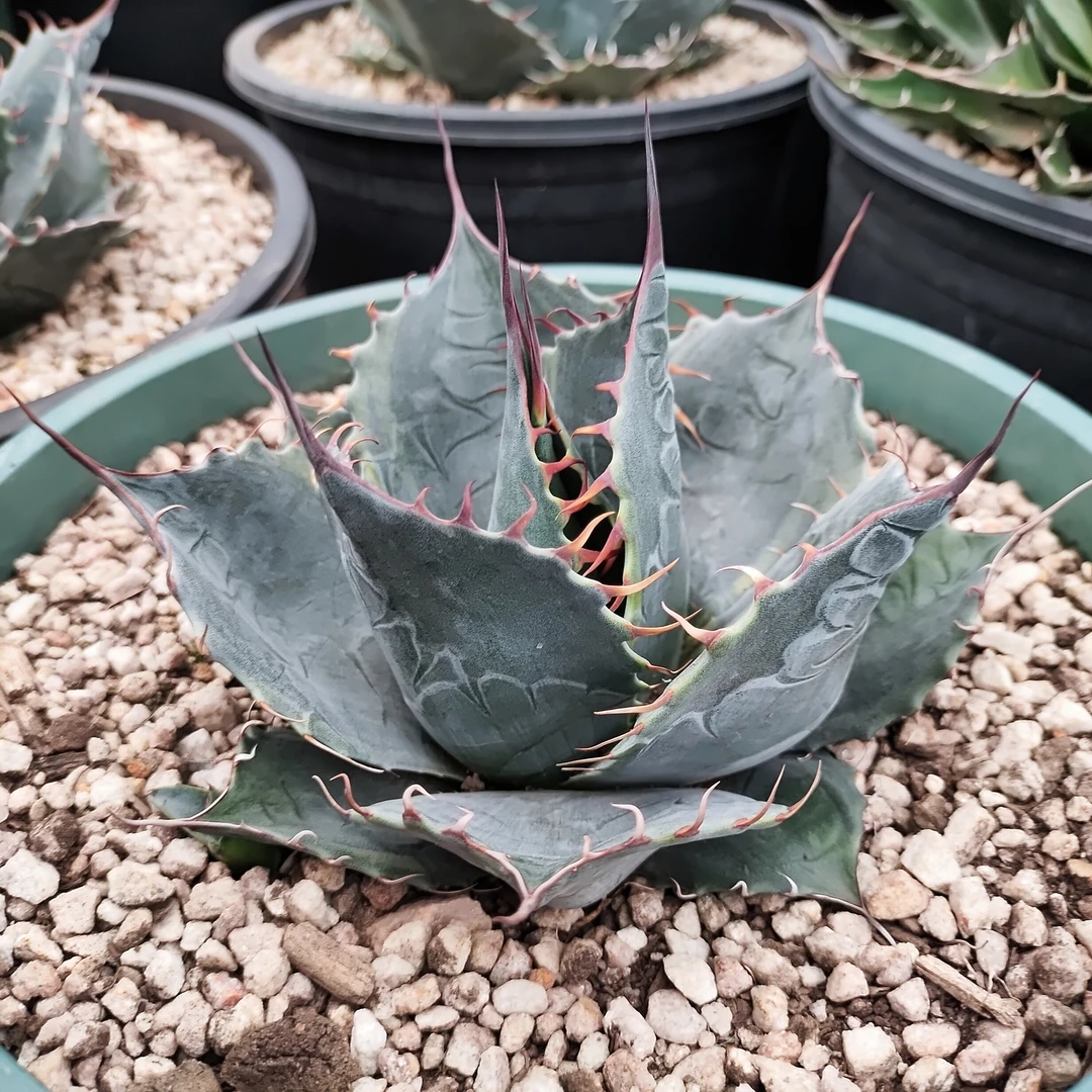 赖光锦龙舌兰耐寒15cm 沙生植物多肉植物