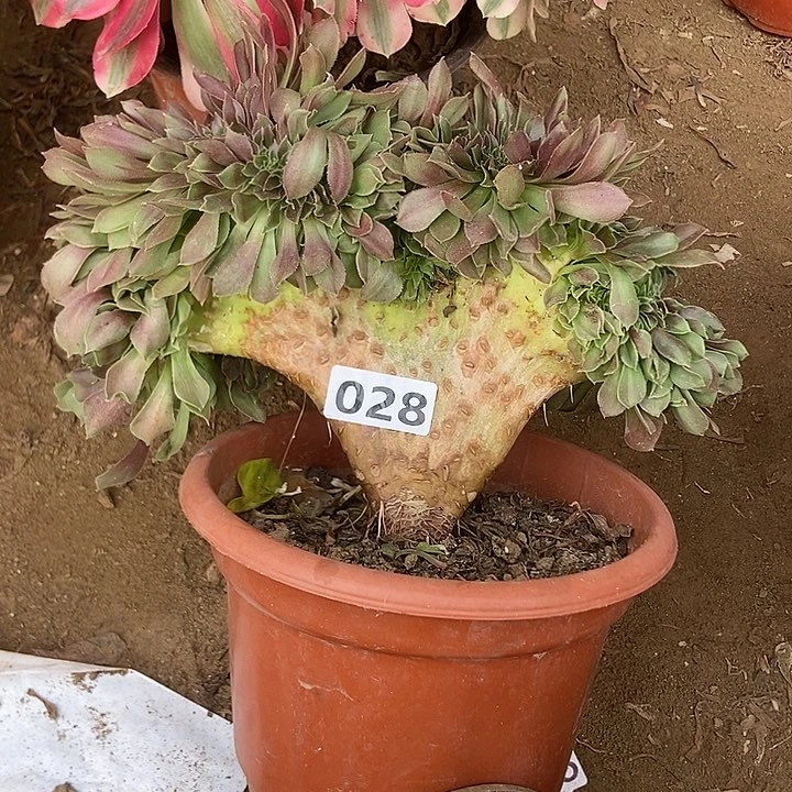 028紫阳绒缀化老板子