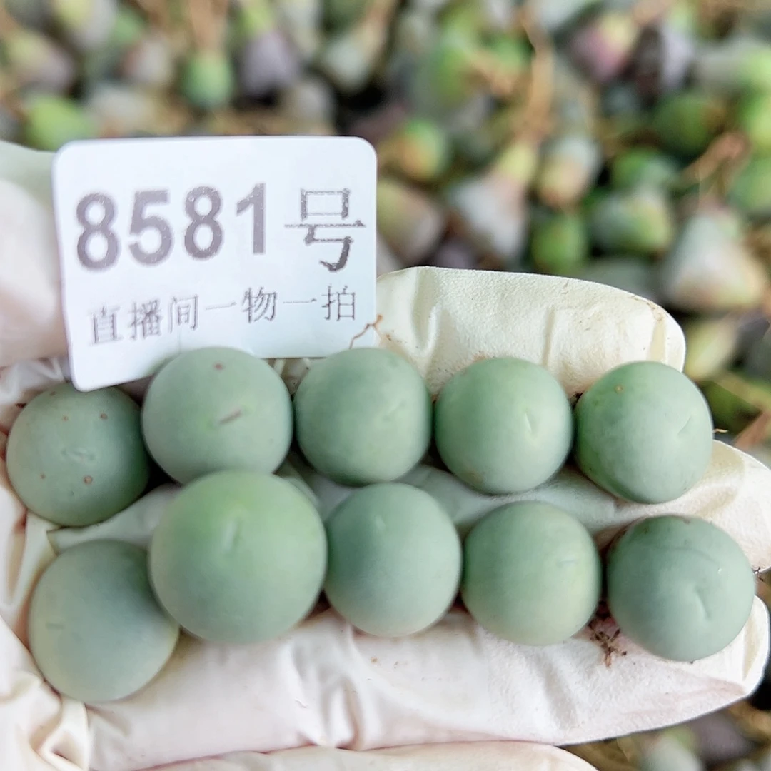 8581两年鸽子蛋10个1.2cm左右