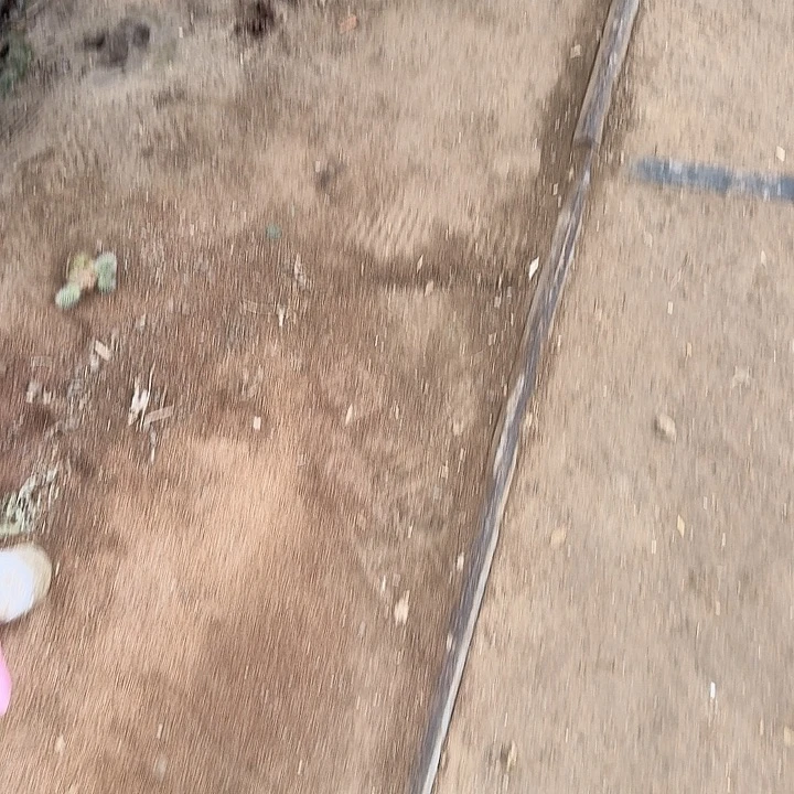 木***华加强立夏带根高15公分以上毛花柱