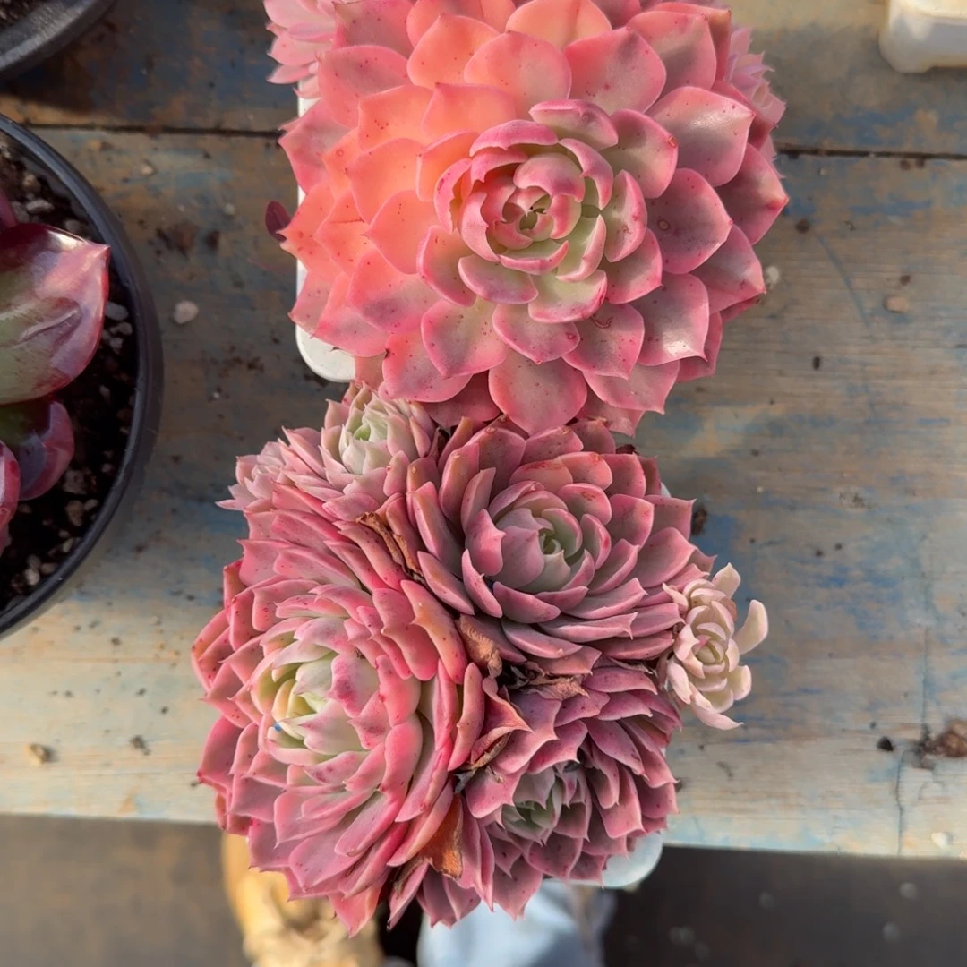 桃***魇无花朵肉肉肉肉肉肉肉肉肉