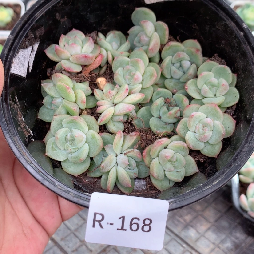 无花朵R168英语英语