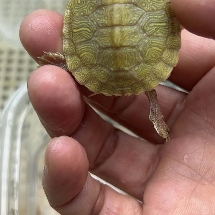 绿毛龟不分公母8888888888