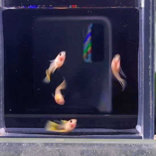孔雀鱼品系孔雀鱼，自家繁育，一组一拍