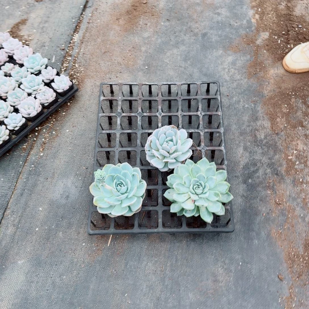 绿菜混10cm以上十棵量拍4-70